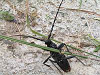 Grand capricorne du chene, Cerambyx cerdo (fam Cerambycides) (Photo F. Mrugala) (24)